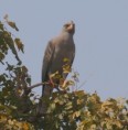/album/photogallery/adult-dark-chanting-goshawk-at-kotu-jpg/